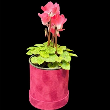 Цикламен персидский крупноцветковый Halios