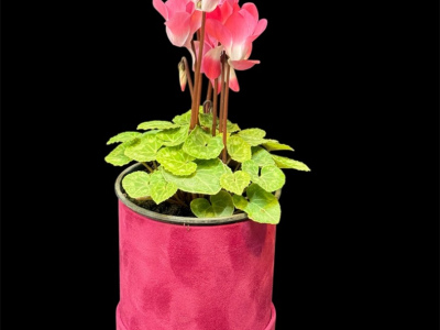 Цикламен персидский крупноцветковый 