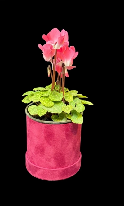 Цикламен персидский крупноцветковый 