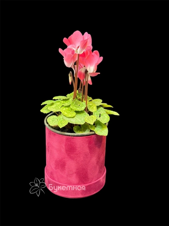 Цикламен персидский крупноцветковый "Halios"