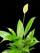 Спатифиллум "Женское счастье" 1