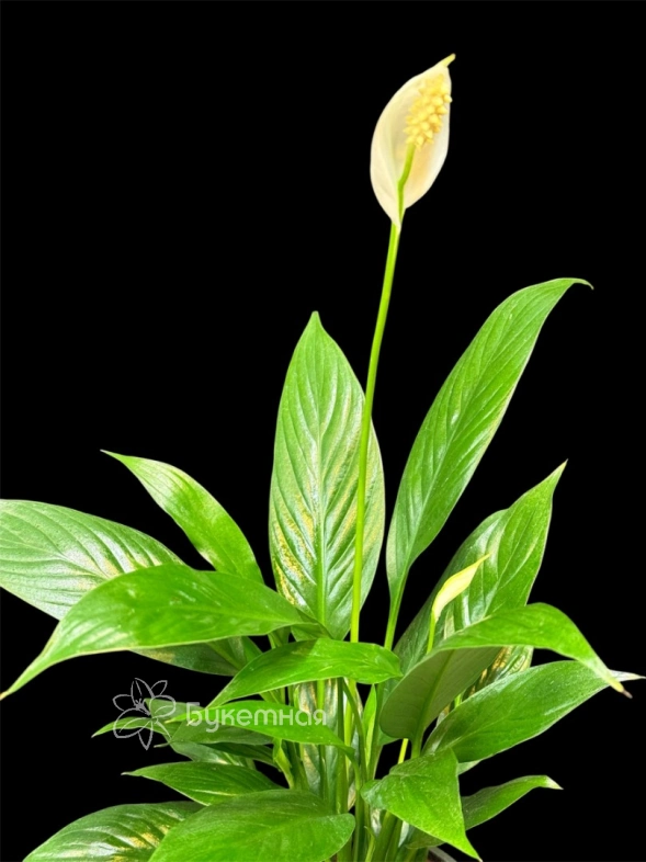 Спатифиллум "Женское счастье"