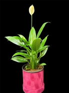 Спатифиллум "Женское счастье" 0