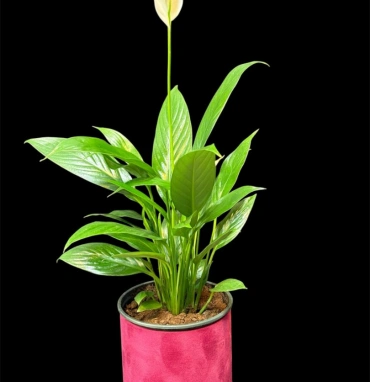 Спатифиллум 