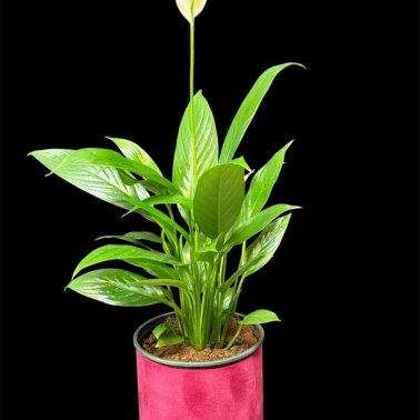 Спатифиллум Женское счастье