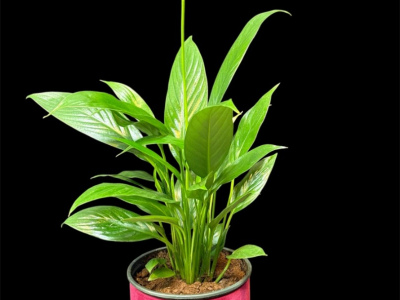 Спатифиллум 