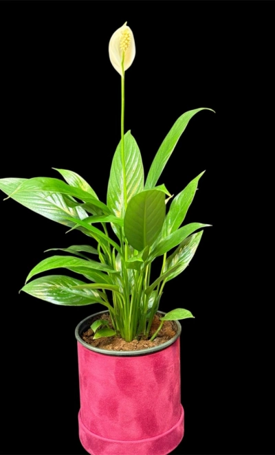 Спатифиллум 