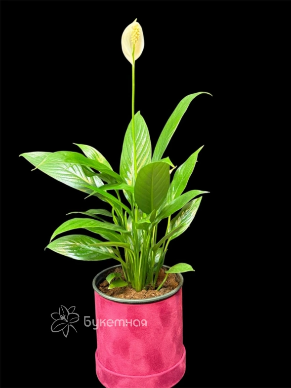 Спатифиллум "Женское счастье"