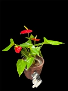 Мужское счастье "Андре" 0