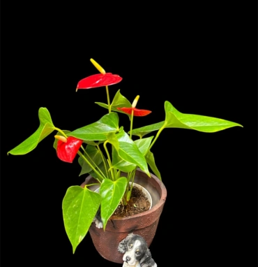 Мужское счастье 