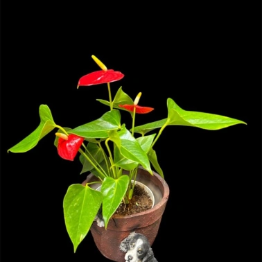 Мужское счастье «Андре»