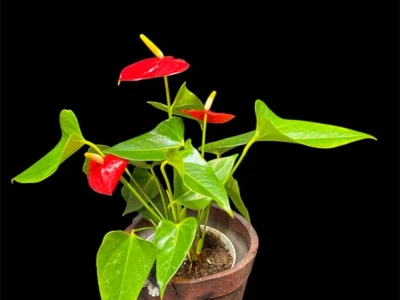 Мужское счастье «Андре»