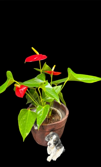 Мужское счастье 