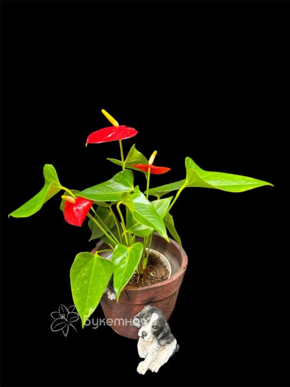 Мужское счастье "Андре"