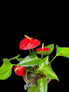 Мужское счастье "Андре" 1