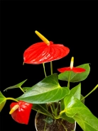 Мужское счастье "Андре" 2