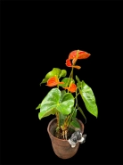 Антуриум "Салара" 0