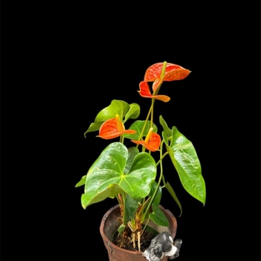 Антуриум «Салара»