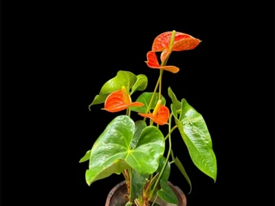 Антуриум «Салара»