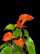 Антуриум "Салара" 1