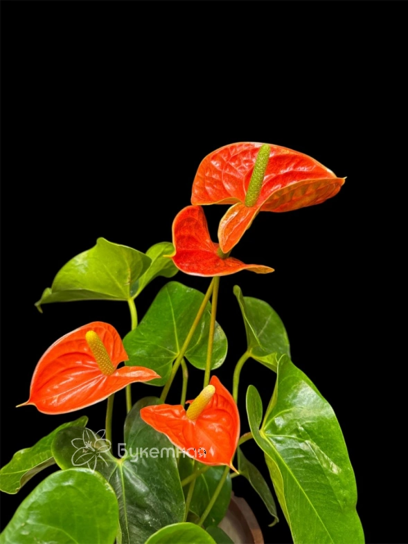 Антуриум "Салара"