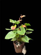 Мужское счастье "Дакота" 0