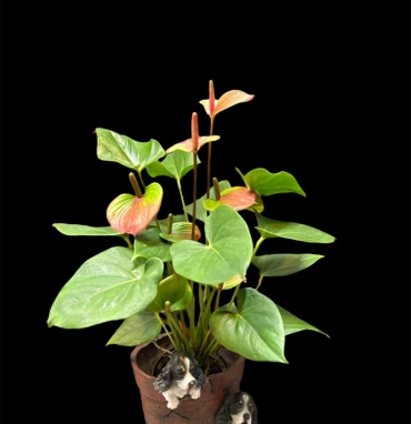 Мужское счастье 