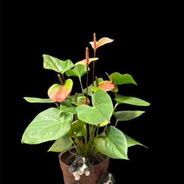 Мужское счастье «Дакота»