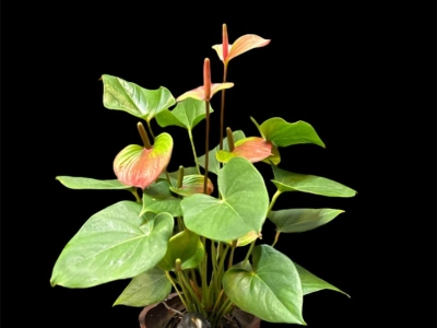 Мужское счастье «Дакота»