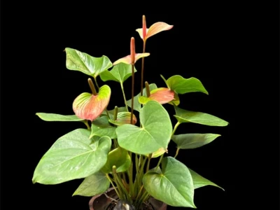 Мужское счастье «Дакота»