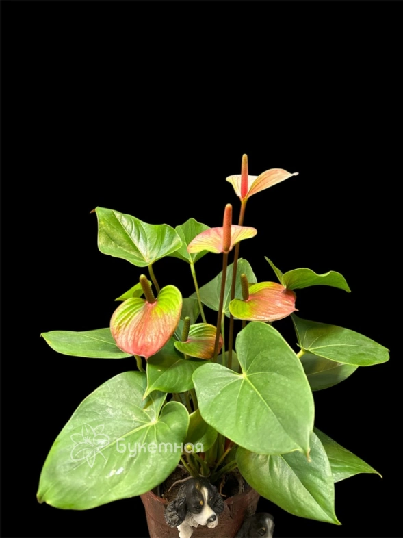 Мужское счастье "Дакота"