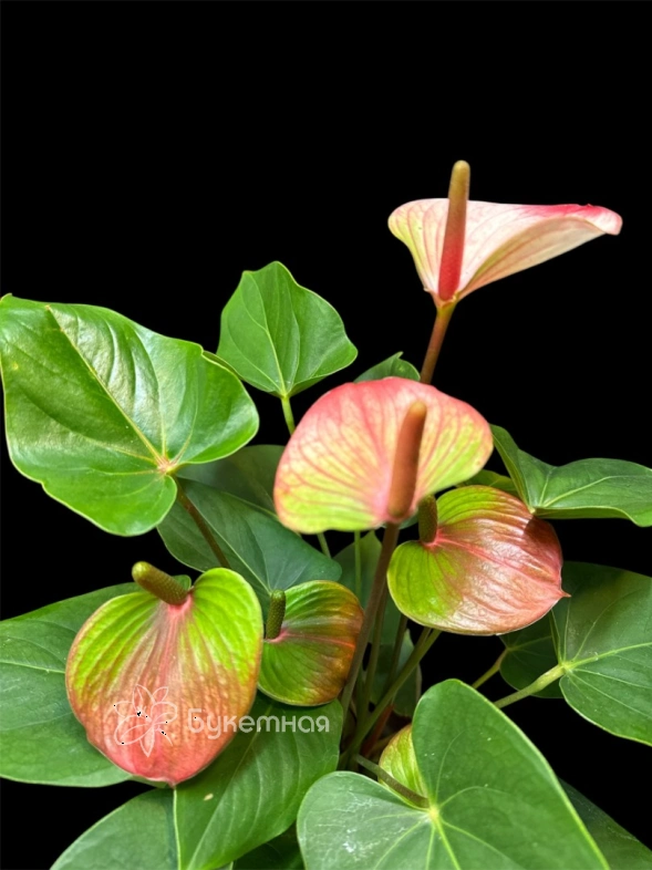 Мужское счастье "Дакота"