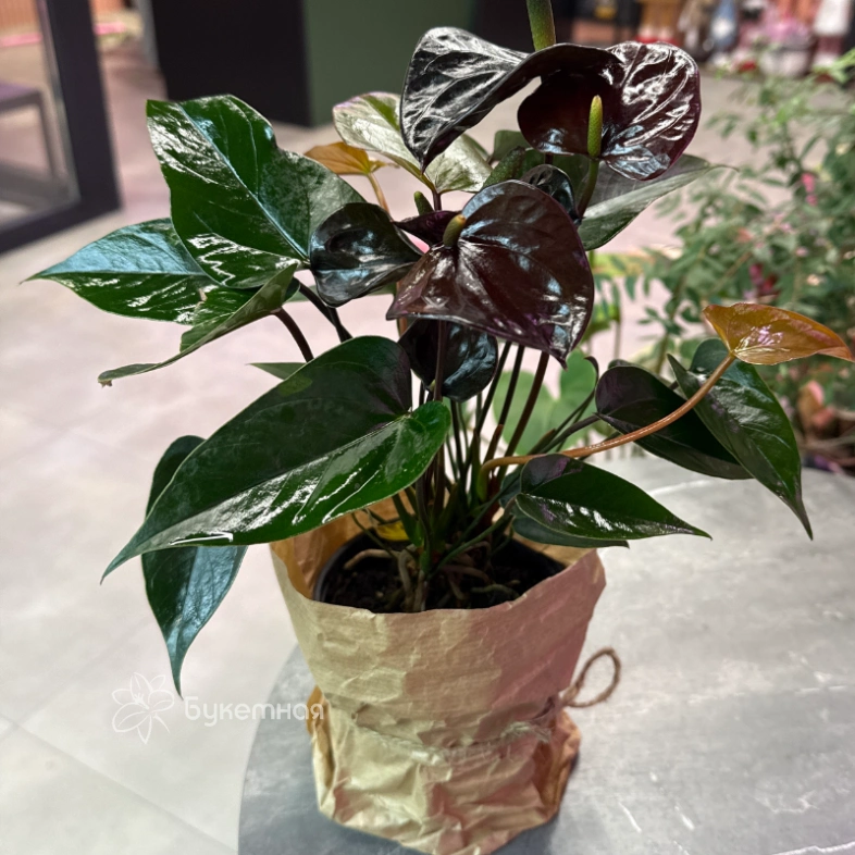 Антуриум &laquo;Блэк Лав&raquo;