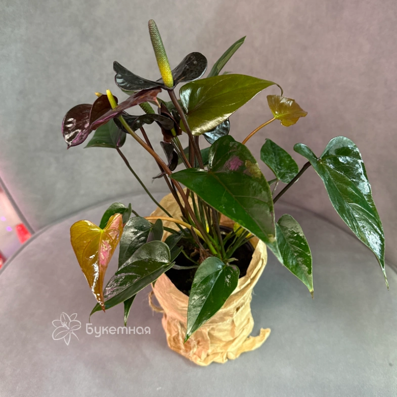 Антуриум &laquo;Блэк Лав&raquo;