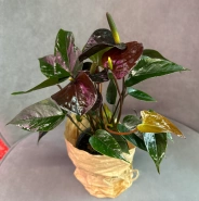 Антуриум &laquo;Блэк Лав&raquo; 0