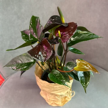 Антуриум «Блэк Лав»