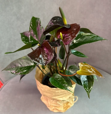 Антуриум «Блэк Лав»