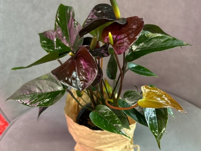 Антуриум «Блэк Лав»