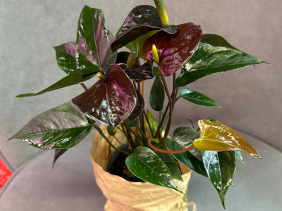 Антуриум «Блэк Лав»