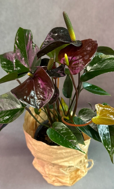 Антуриум «Блэк Лав»