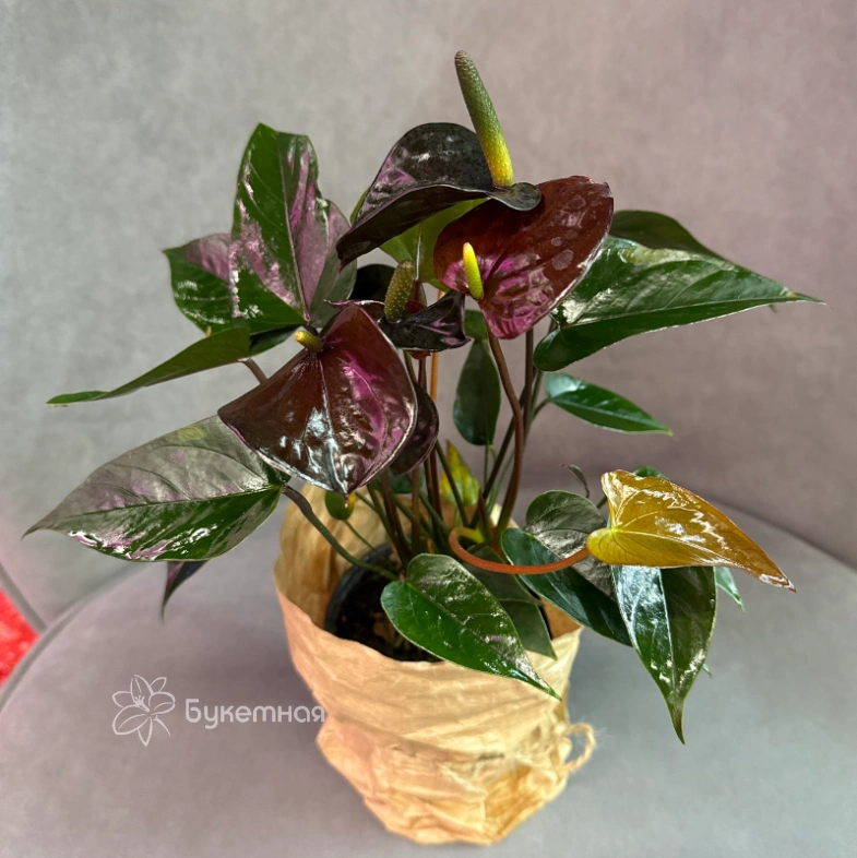 Антуриум &laquo;Блэк Лав&raquo;