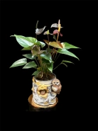 Антуриум "Блэк Лав" 0