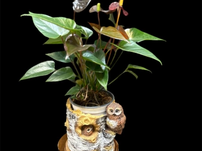 Антуриум «Блэк Лав»