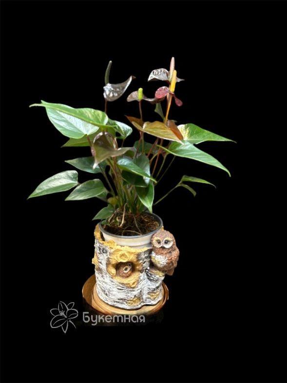 Антуриум "Блэк Лав"