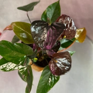 Антуриум &laquo;Блэк Лав&raquo; 1