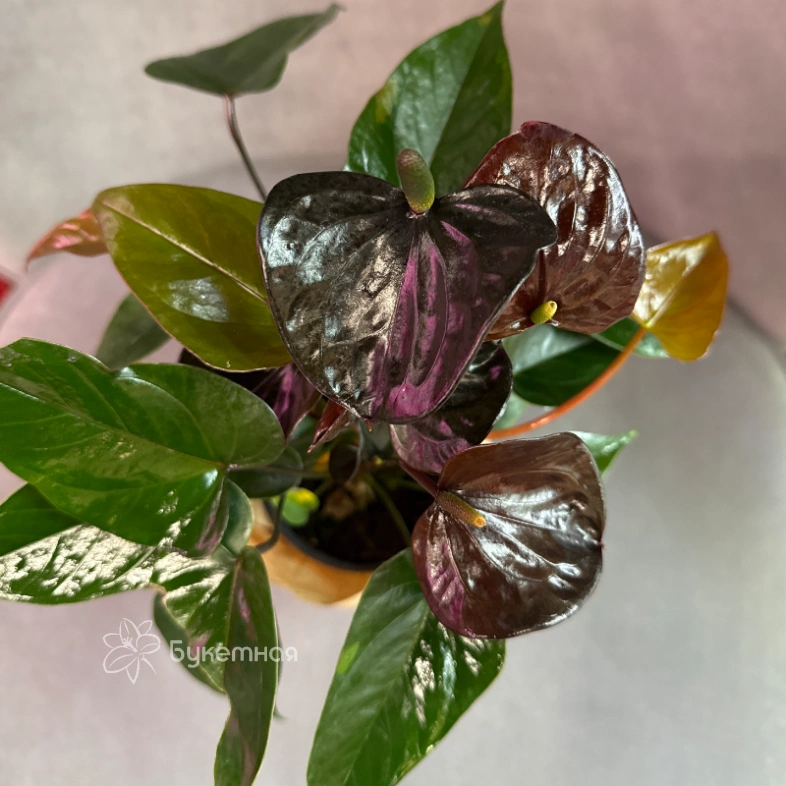 Антуриум &laquo;Блэк Лав&raquo;