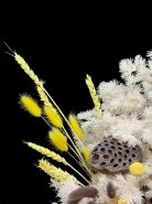 Композиция &laquo;Краспедия&raquo; 2