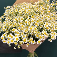 Букет &laquo;Ромашка&raquo; 4