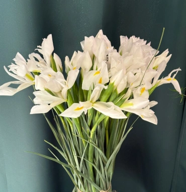 Ирисы «Касабланка»