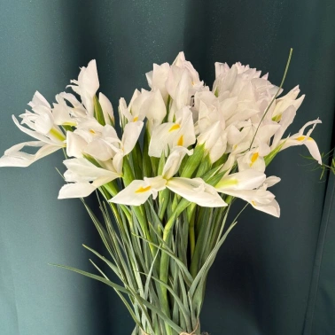 Ирисы «Касабланка»